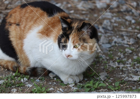 野良猫の日常 野良猫の日常 125997873
