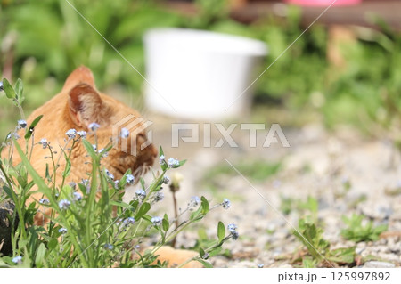 野良猫の日常 野良猫の日常 125997892
