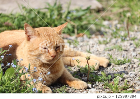 野良猫の日常 野良猫の日常 125997894