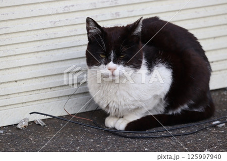 野良猫の日常 野良猫の日常 125997940