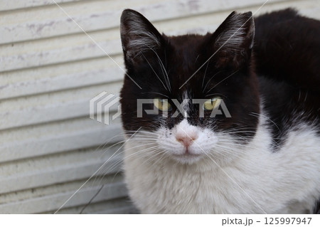 野良猫の日常 野良猫の日常 125997947