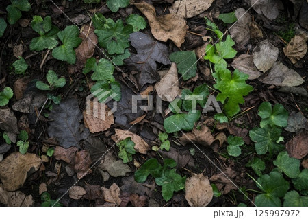 Green Life Among Brown Leaves: A Study in Color Contrast and Nature's Resilience Green Life Among Brown Leaves: A Study in Color Contrast and Nature's Resilience 125997972
