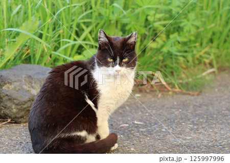 野良猫の日常 野良猫の日常 125997996