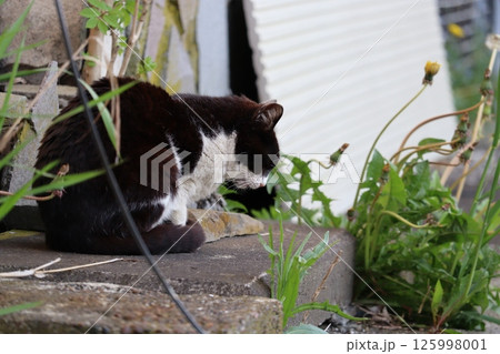 野良猫の日常 野良猫の日常 125998001