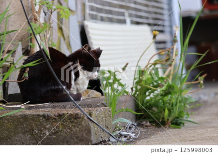 野良猫の日常 野良猫の日常 125998003