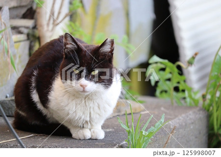 野良猫の日常 野良猫の日常 125998007