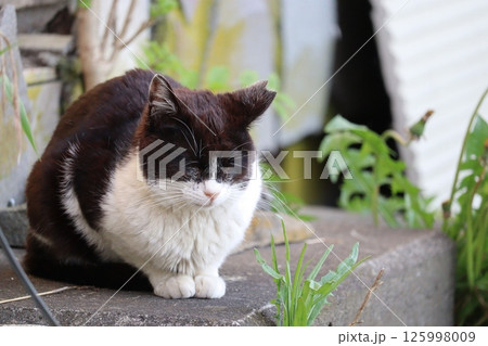 野良猫の日常 野良猫の日常 125998009