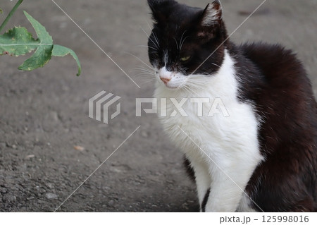 野良猫の日常 125998016