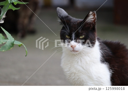 野良猫の日常 野良猫の日常 125998018