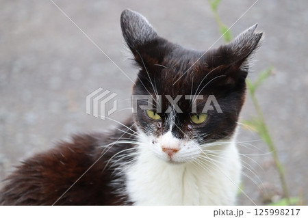 野良猫の日常 野良猫の日常 125998217