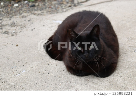 野良猫の日常 125998221