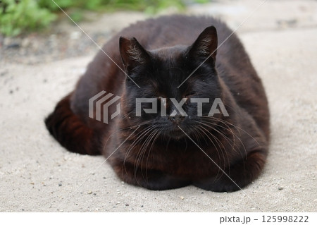 野良猫の日常 125998222