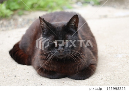 野良猫の日常 125998223