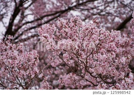 東京都　江戸城跡の桜 125998542