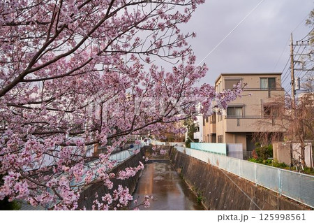 神奈川県川崎市 麻生川の桜 神奈川県川崎市 麻生川の桜 125998561