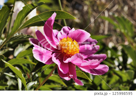 Beautiful pink flower of peony 125998595
