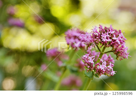Detail of red flowers of valerian 125998596