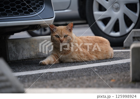 駐車場の車の下でくつろいでる茶トラ柄の野良猫 125998924