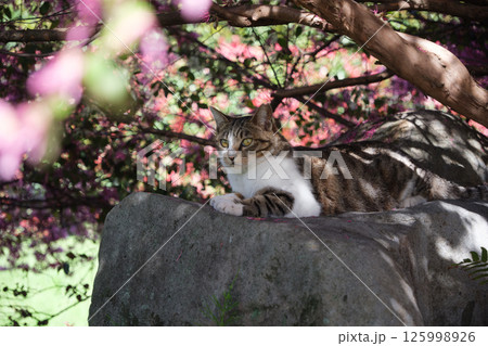 トキワマンサクの下で木漏れ日の中お座りしてるベンガル模様の野良猫 トキワマンサクの下で木漏れ日の中お座りしてるベンガル模様の野良猫 125998926
