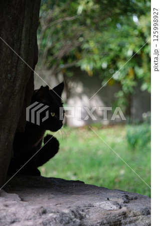 右フックしてるみたいなシルエットの黒猫の野良猫 右フックしてるみたいなシルエットの黒猫の野良猫 125998927