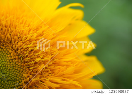 アップの向日葵 アップの向日葵 125998987