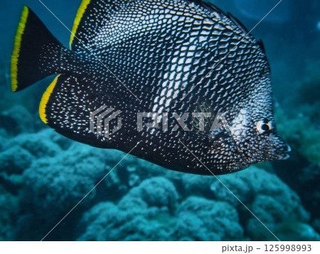 ユウゼン 125998993