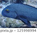 アジアコショウダイ 125998994