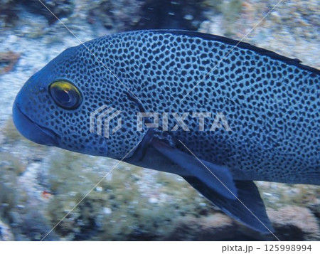 アジアコショウダイ 125998994