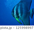 ツバメウオ 125998997