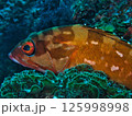 アカハタ 125998998