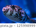 サザナミフグ 125998999