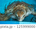 水から顔を出すウミガメ（アオウミガメ） 125999000