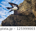 羽を広げるカツオドリ 125999003