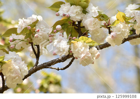 可憐な白い桜の花 可憐な白い桜の花 125999108