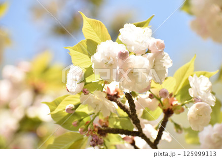 可憐な白い桜の花 125999113
