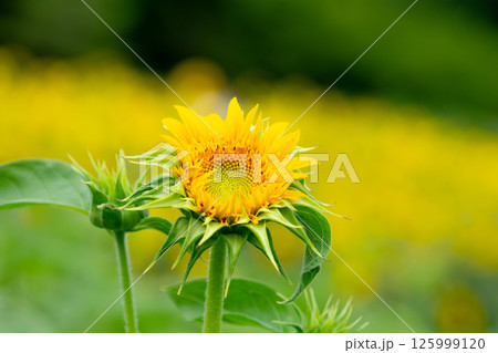 向日葵 向日葵 125999120
