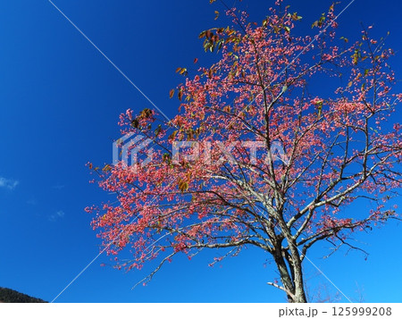 大菩薩峠のマユミの木 大菩薩峠のマユミの木 125999208