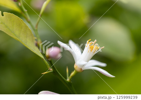 レモンの花 レモンの花 125999239