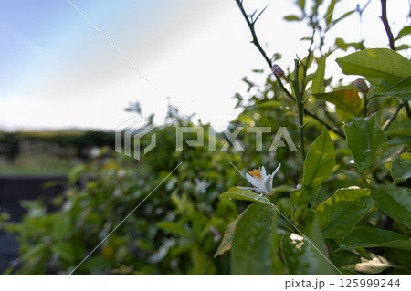 レモンの花 125999244