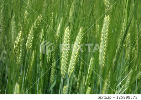麦畑 125999378