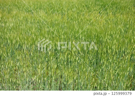 麦畑 125999379