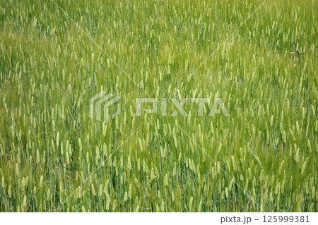 麦畑 125999381