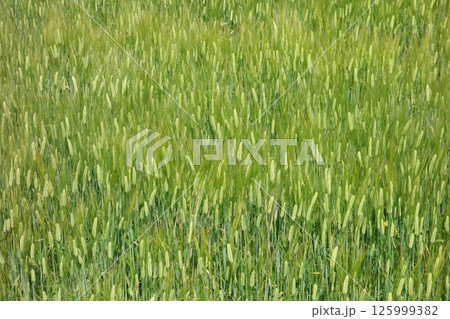 麦畑 125999382