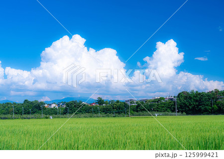 【夏素材】夏の田園風景と入道雲【長野県】 【夏素材】夏の田園風景と入道雲【長野県】 125999421