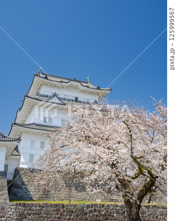 神奈川_満開の桜と小田原城天守閣の風景 125999567