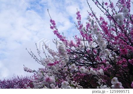 月川温泉のハナモモ 125999571