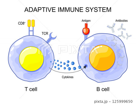 Adaptive immune system. T-cell and B-cell Adaptive immune system. T-cell and B-cell 125999650