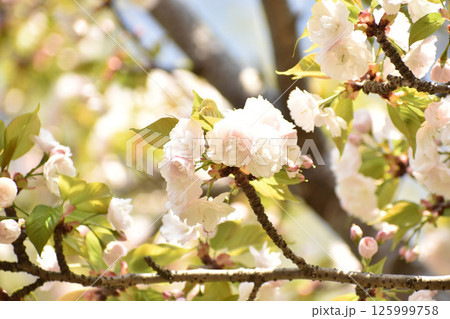 可憐な白い桜の花 可憐な白い桜の花 125999758