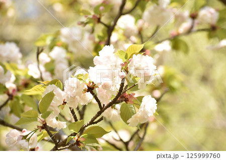 可憐な白い桜の花 可憐な白い桜の花 125999760
