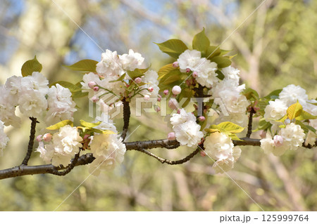 可憐な白い桜の花 可憐な白い桜の花 125999764